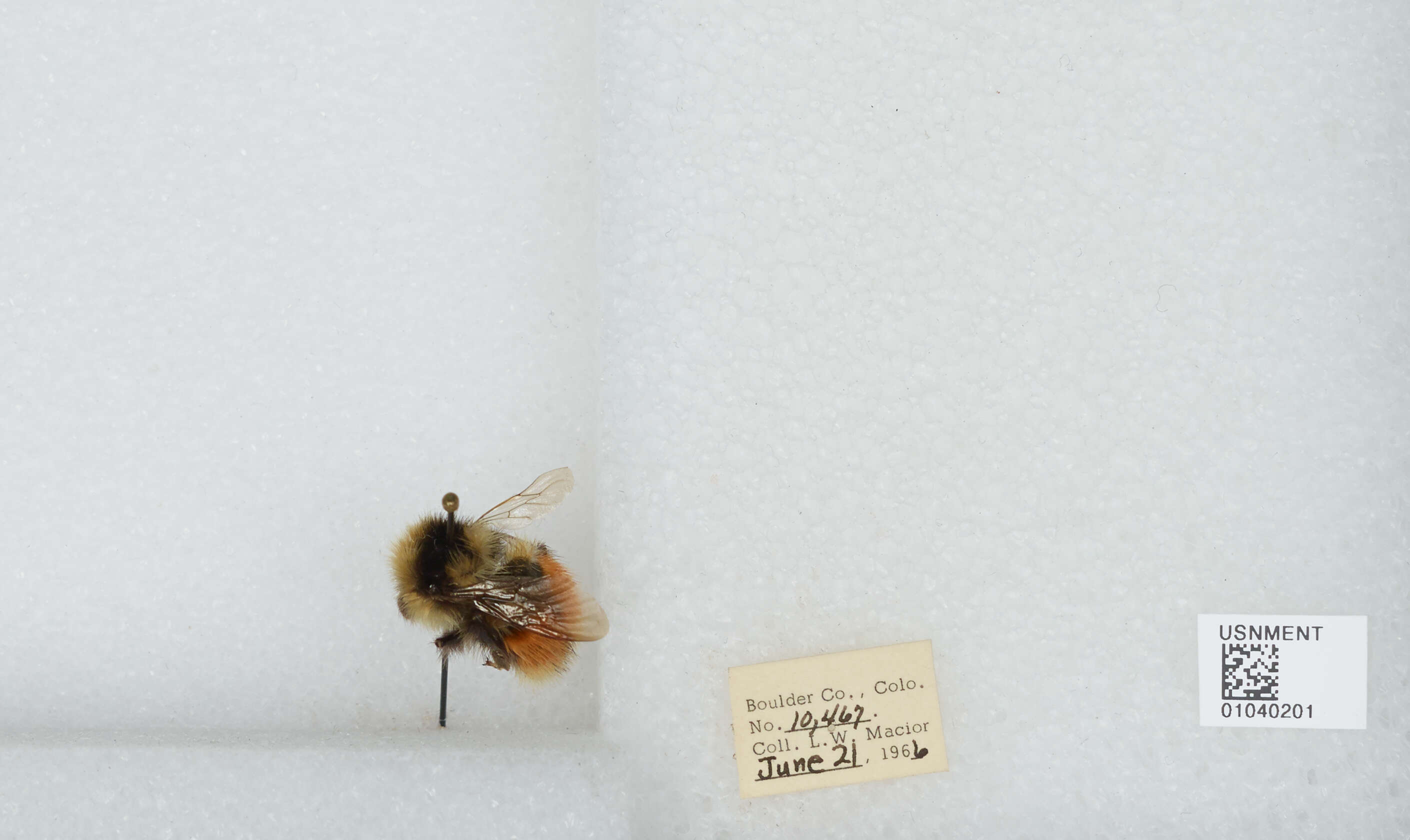 Image de Bombus sylvicola Kirby 1837