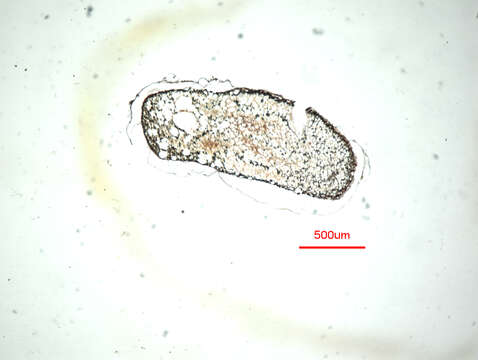 Image of Loligo Lamarck 1798