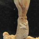 Image of Bathyphysa conifera (Studer 1878)