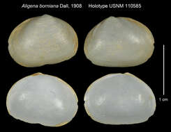 صورة Axinodon bornianus (Dall 1908)