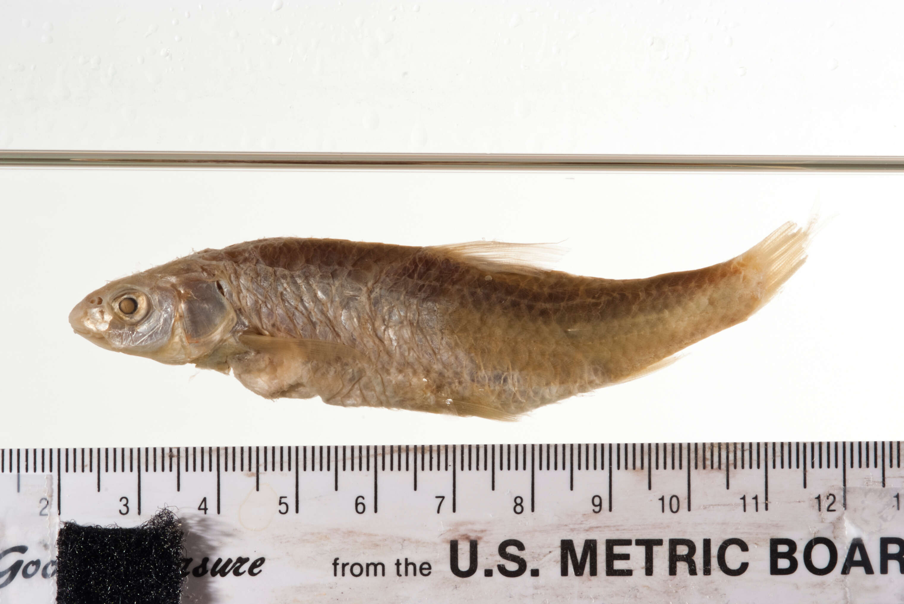 Image of Western silvery minnow