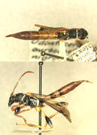 Image of Odontocera aurocincta Bates 1873