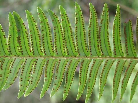 Image of Boston swordfern