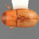 Image of Scolytodes obesus Wood 1975