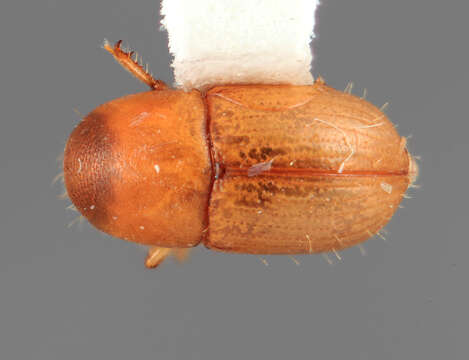 Image of Scolytodes obesus Wood 1975