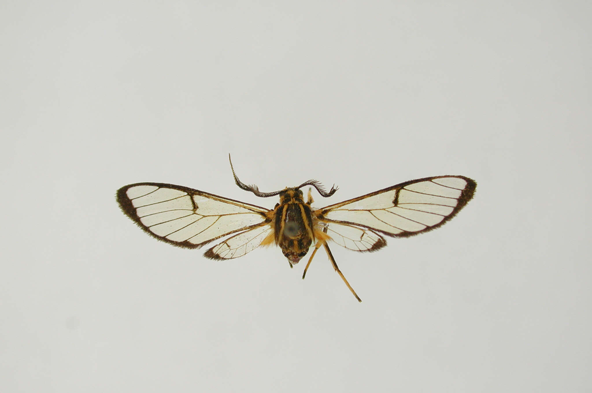 Image of Argyroeides auranticincta Klages 1906