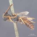 Image of Halictus