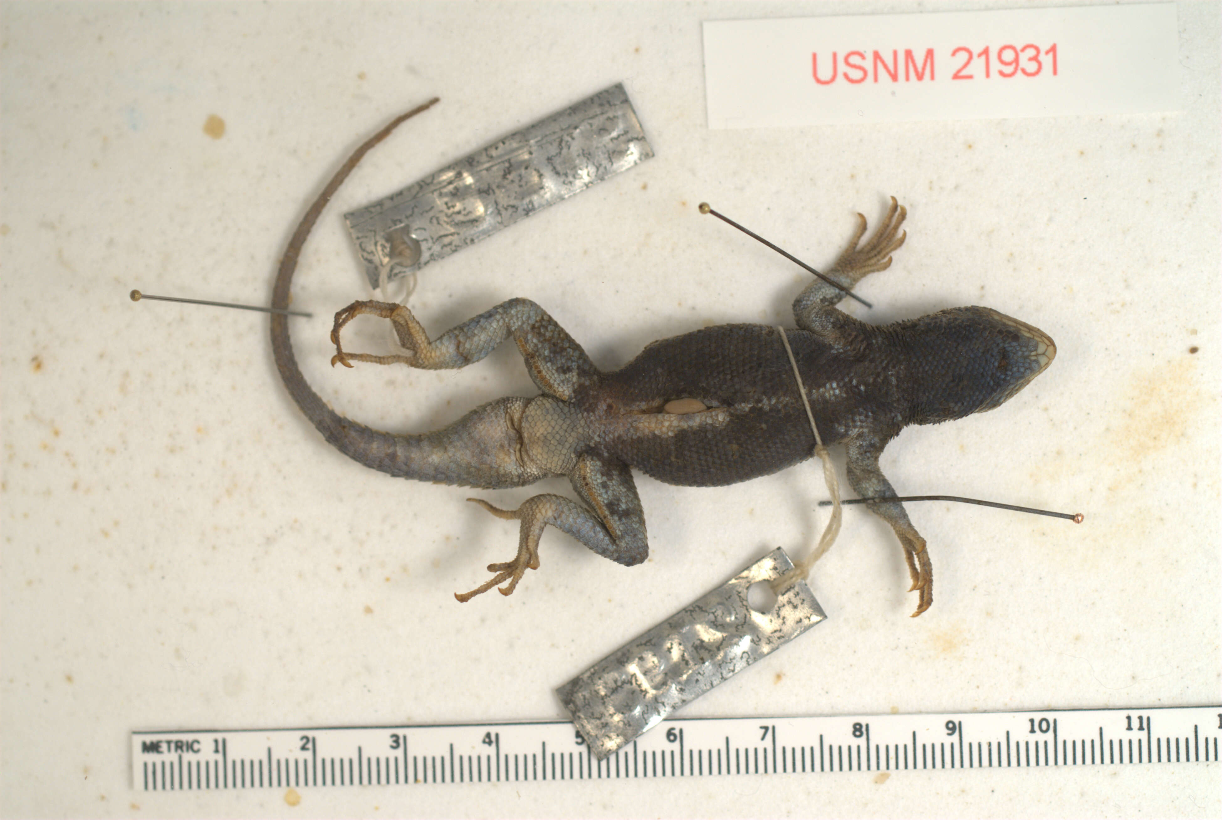 Image of Southern Sagebrush Lizard