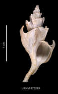 Image of Trophon coulmanensis E. A. Smith 1907