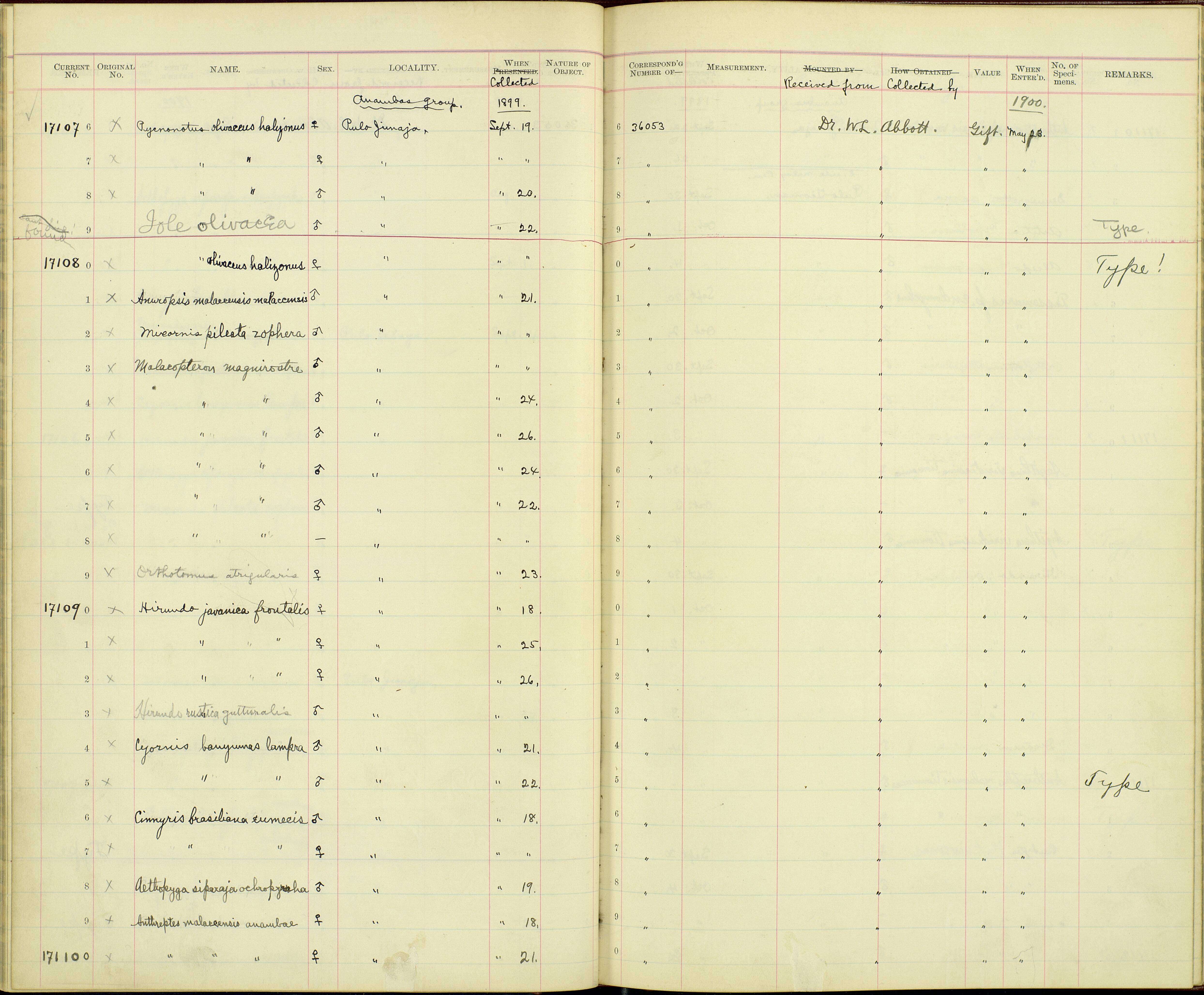 Imagem de Malacopteron magnirostre magnirostre (Moore & F 1854)