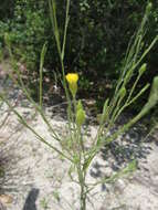 Image de Pityopsis graminifolia (Michx.) Nutt.