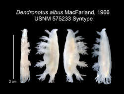 Image de Dendronotus albus MacFarland 1966