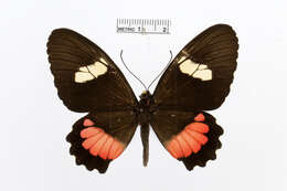 صورة Parides panares (Gray (1853))