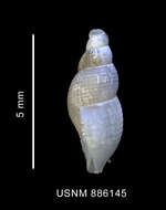 Image of Prosiphonidae