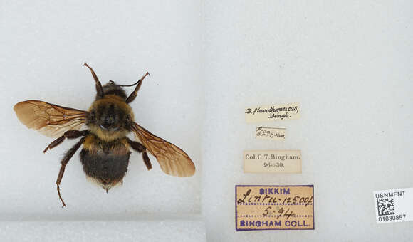 Image of Bombus miniatus Bingham 1897