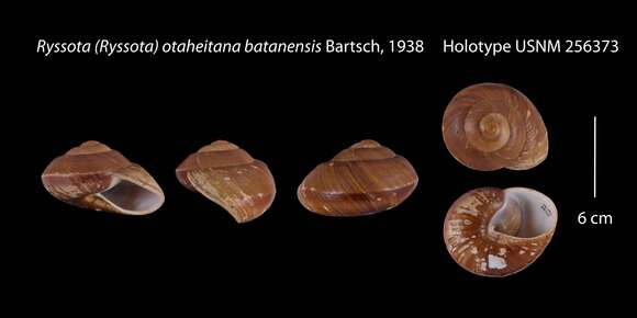 Image of <i>Ryssota otaheitana batanensis</i> Bartsch