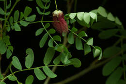 Image of Zapoteca formosa subsp. rosei (Wiggins) H. M. Hern.