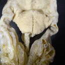 Image of <i>Kophobelemnon hispidum</i>