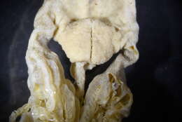 Image of <i>Kophobelemnon hispidum</i>