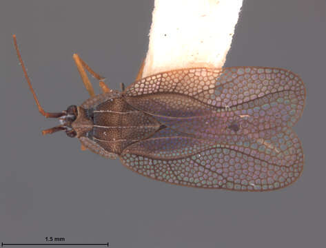 Image of Leptodictya (Hanuala) parilis Drake & Hambleton 1945