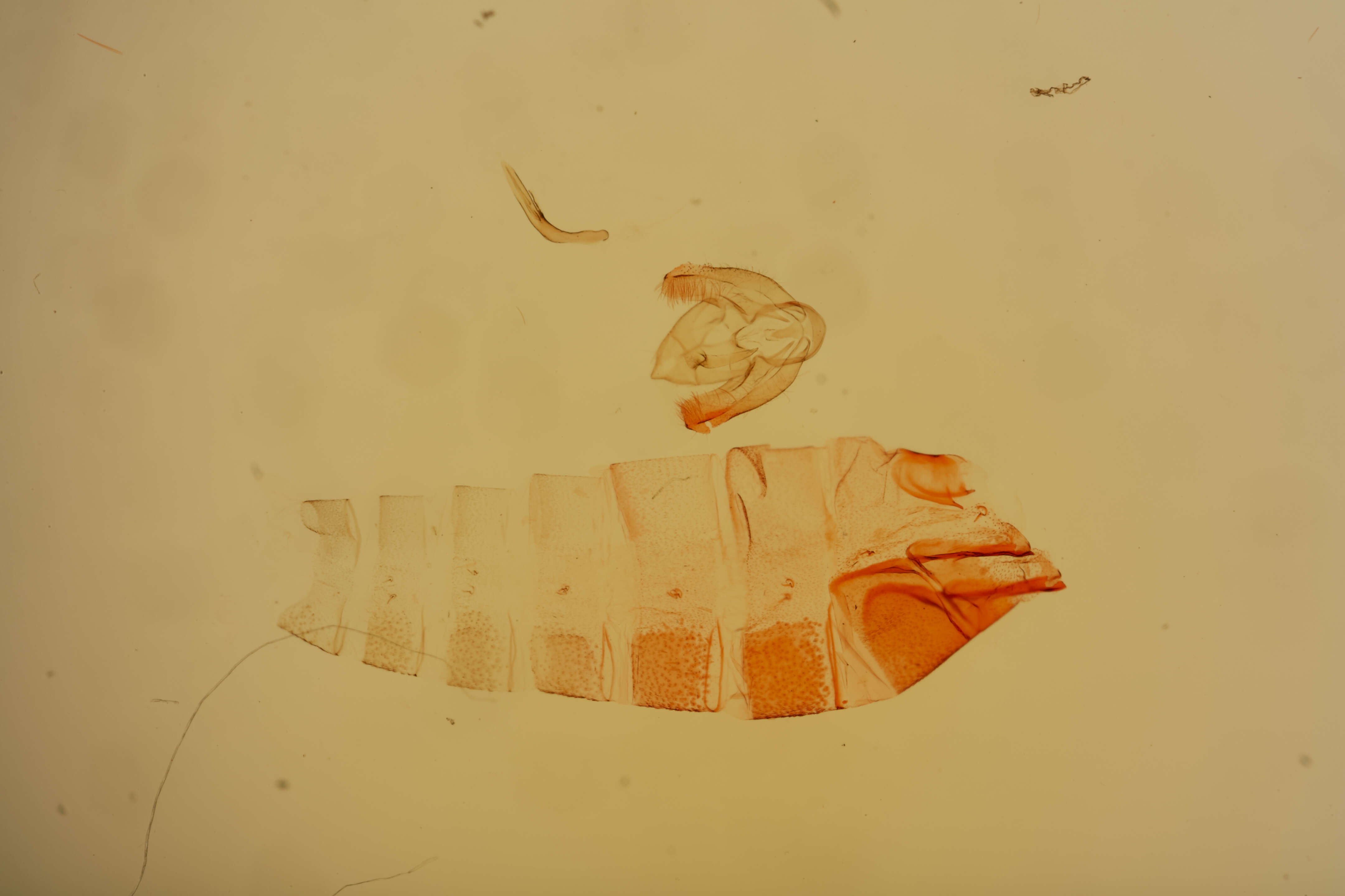 Image of Elaeonoma Meyrick 1914