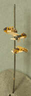 Image of Camponotus capperi unctulus Wheeler 1917
