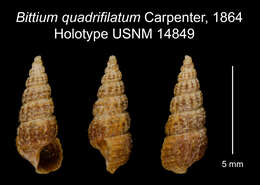 Image of Lirobittium quadrifilatum (Carpenter 1864)
