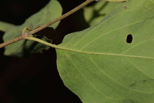 Image de Diplopterys patula (B. Gates) W. R. Anderson & C. Davis