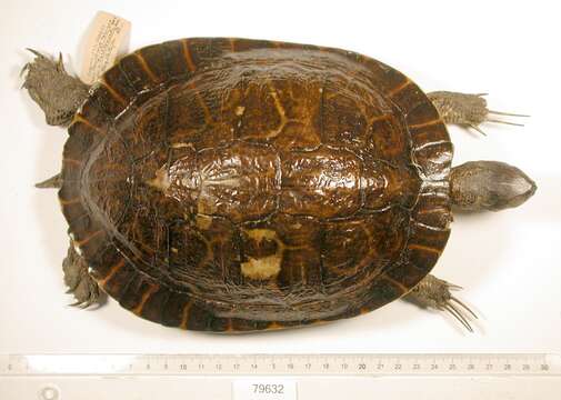 Image of Eastern River Cooter