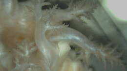 Image of Psolidae