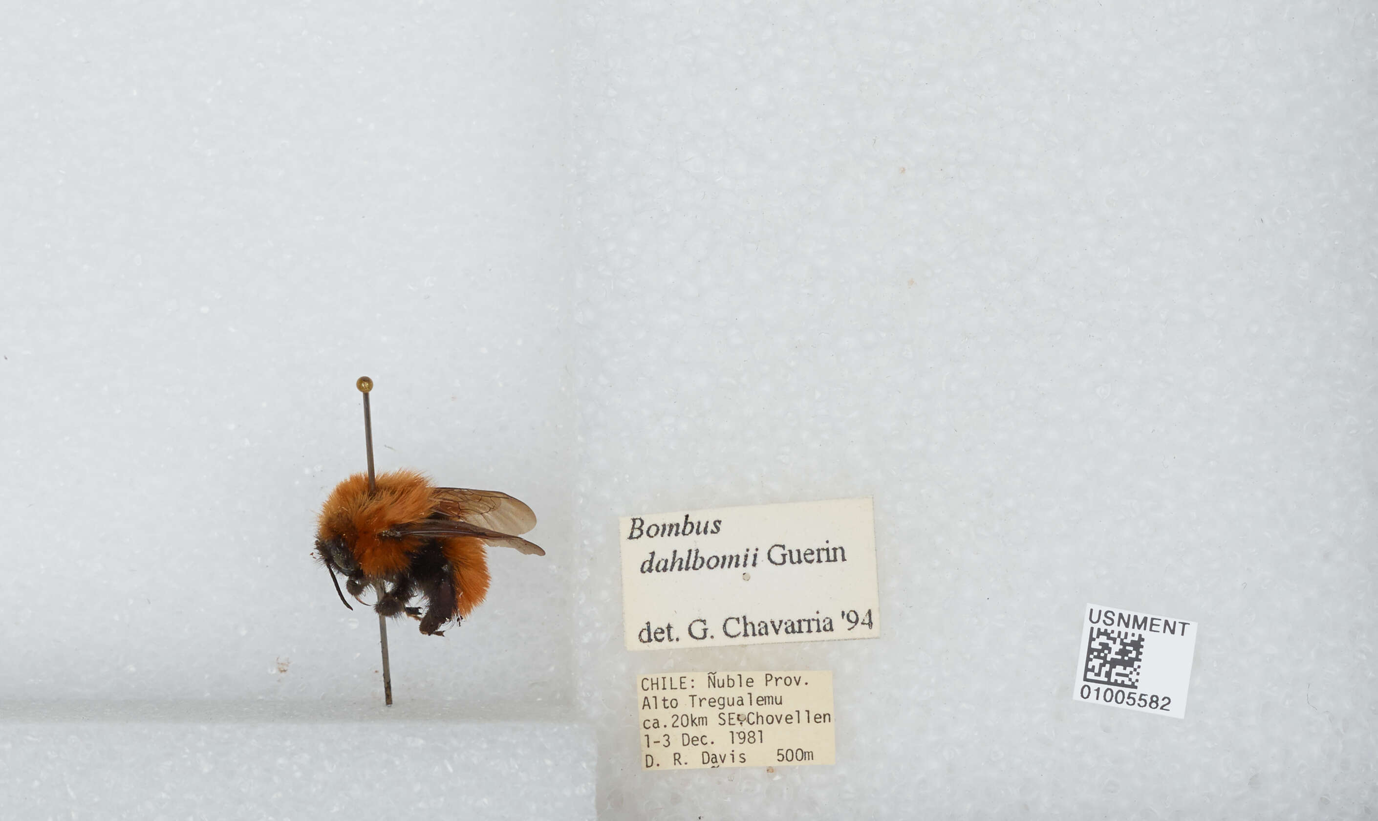 Image de Bombus dahlbomii Guérin-Méneville 1835