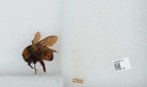 Image of Sonoran Bumble Bee