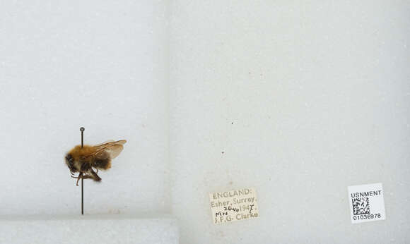 Image of Common carder bumblebee