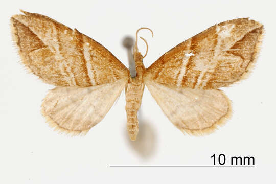 Image of Psaliodes claudiaria Schaus 1912