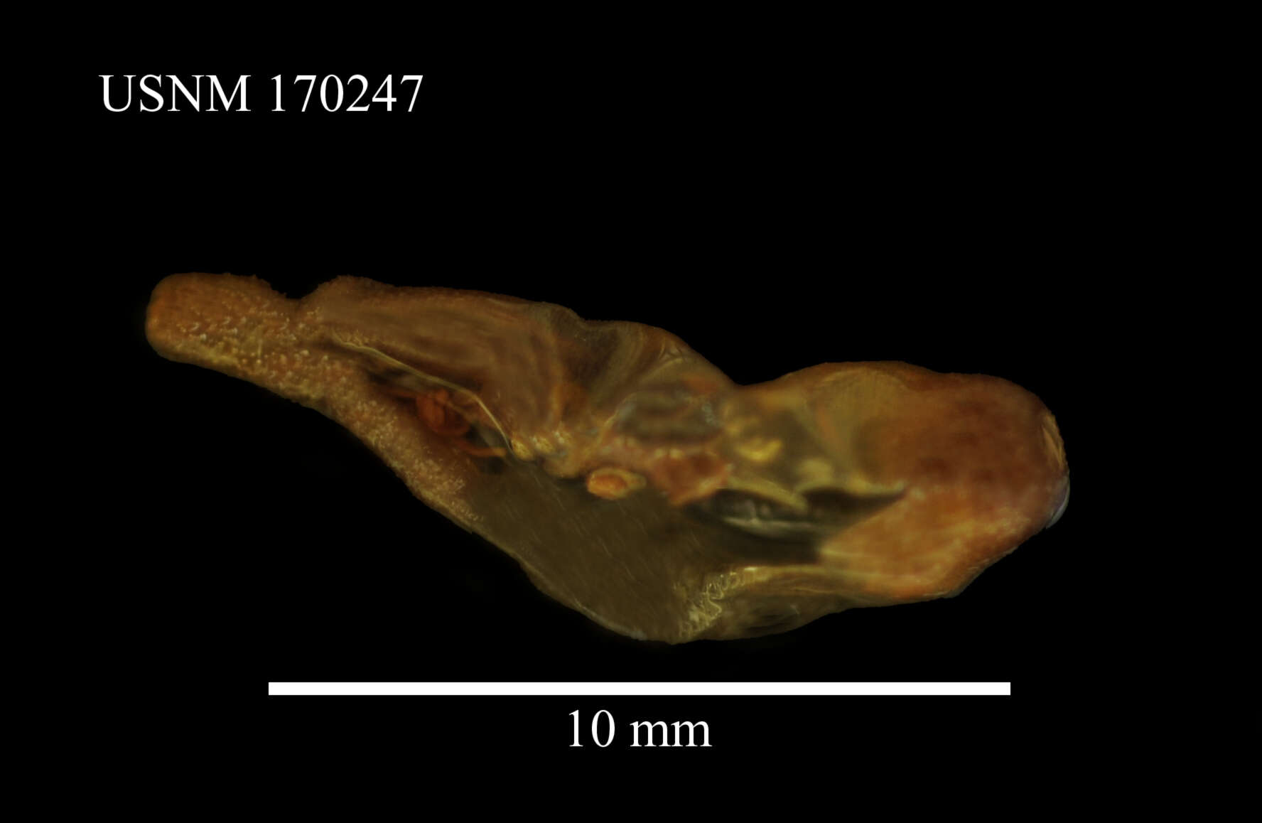 Image of peanut worm