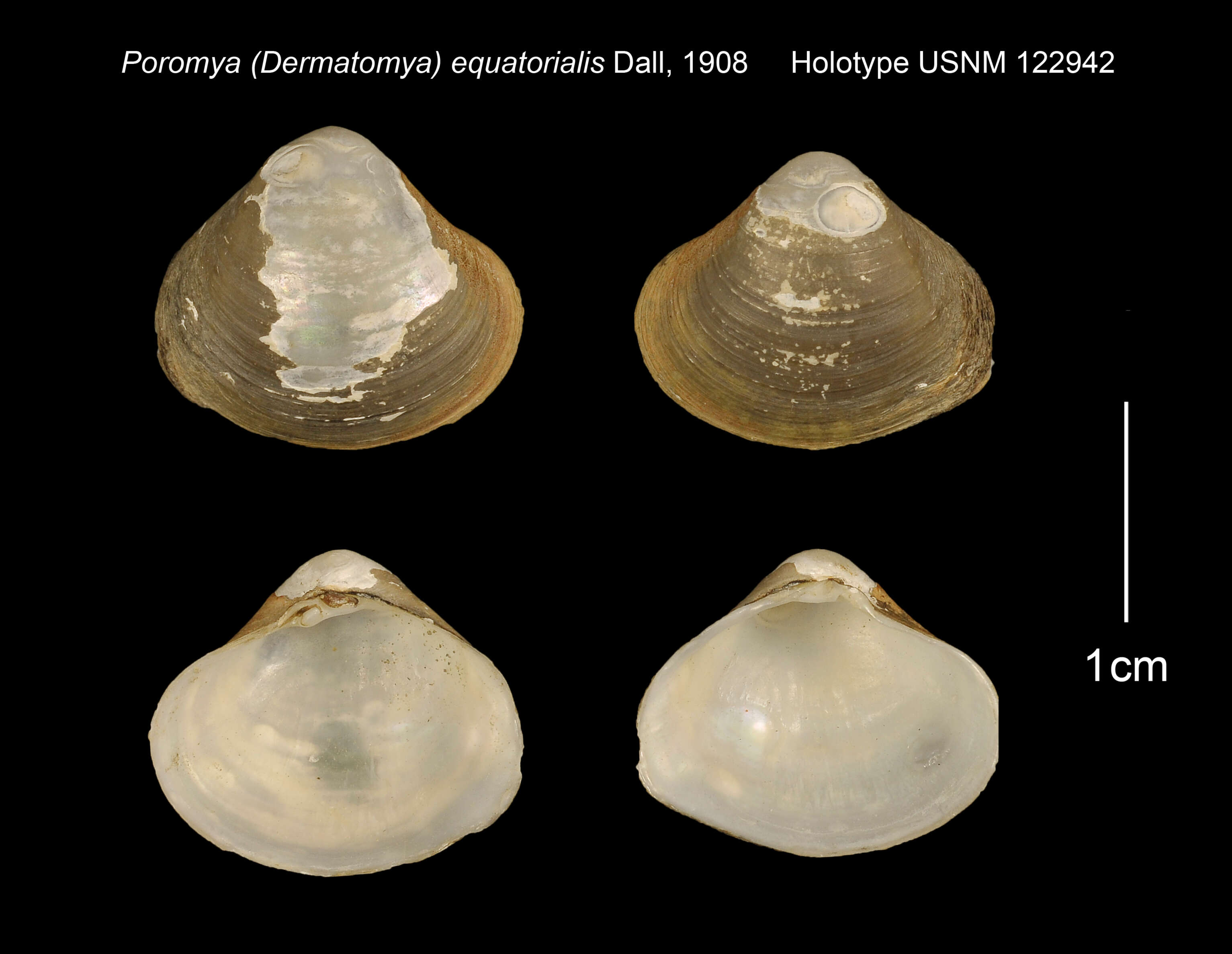 Image of Poromya equatorialis Dall 1908