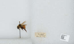 Image de Bombus sylvicola Kirby 1837