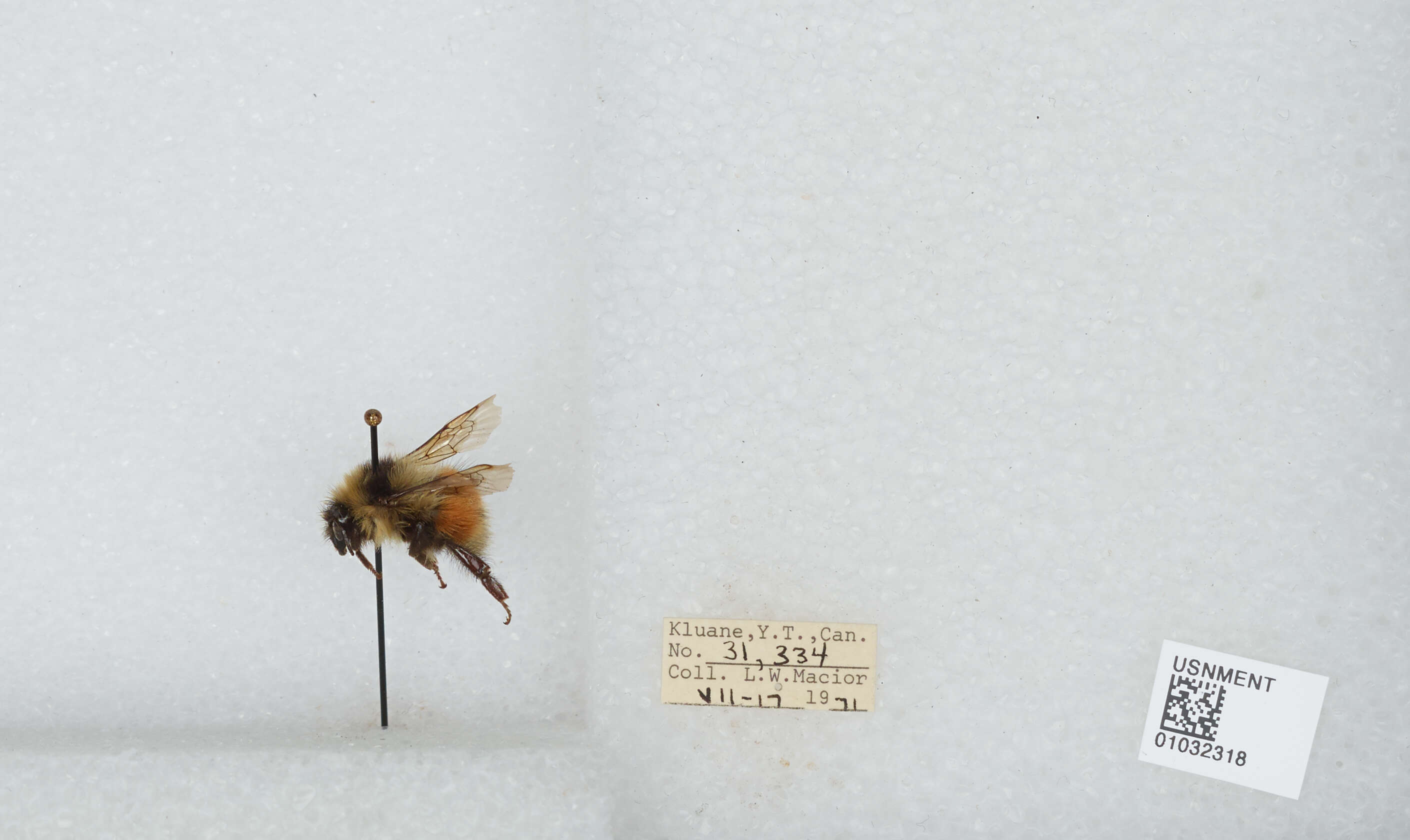 Image de Bombus sylvicola Kirby 1837