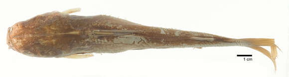 Image of Box sea catfish