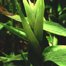 Image of Anomochloa marantoidea Brongn.