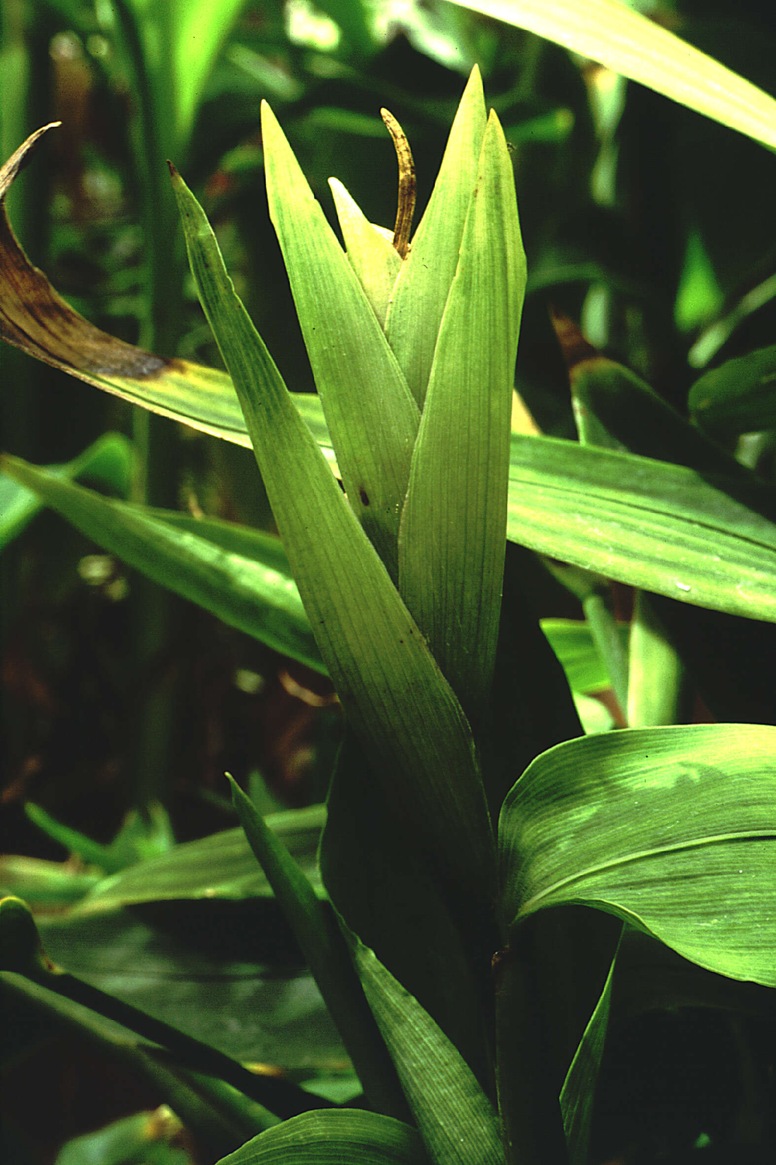 Plancia ëd Anomochloa marantoidea Brongn.