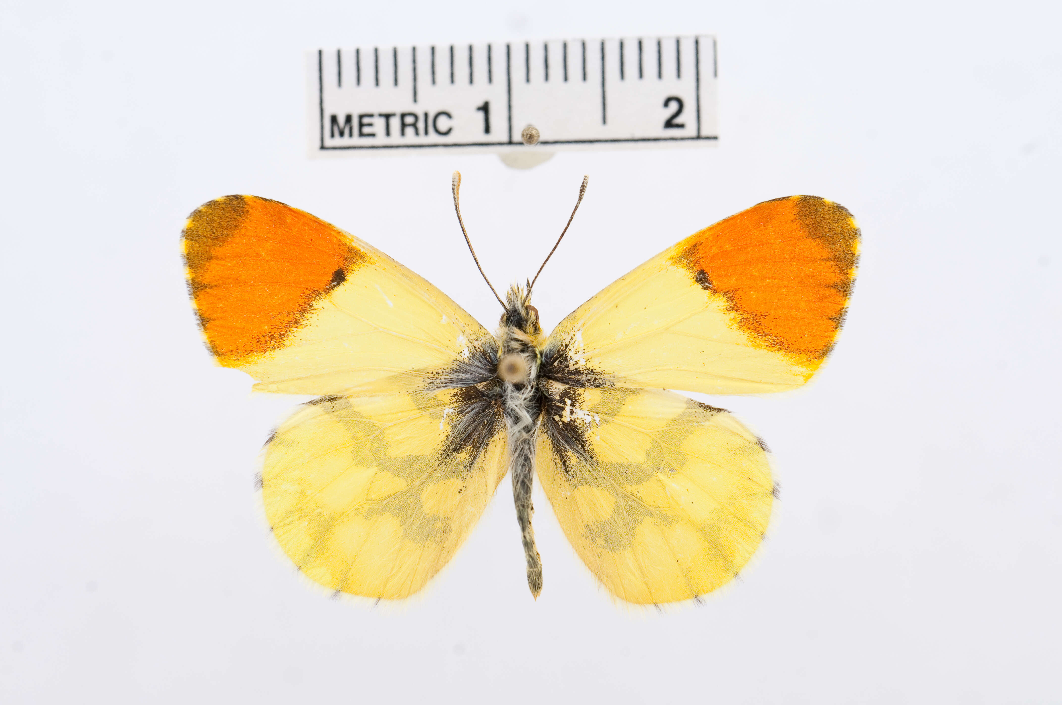 Image of Moroccan Orange Tip