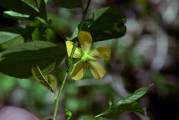 Image of Turnera weddelliana Urban & Rolfe