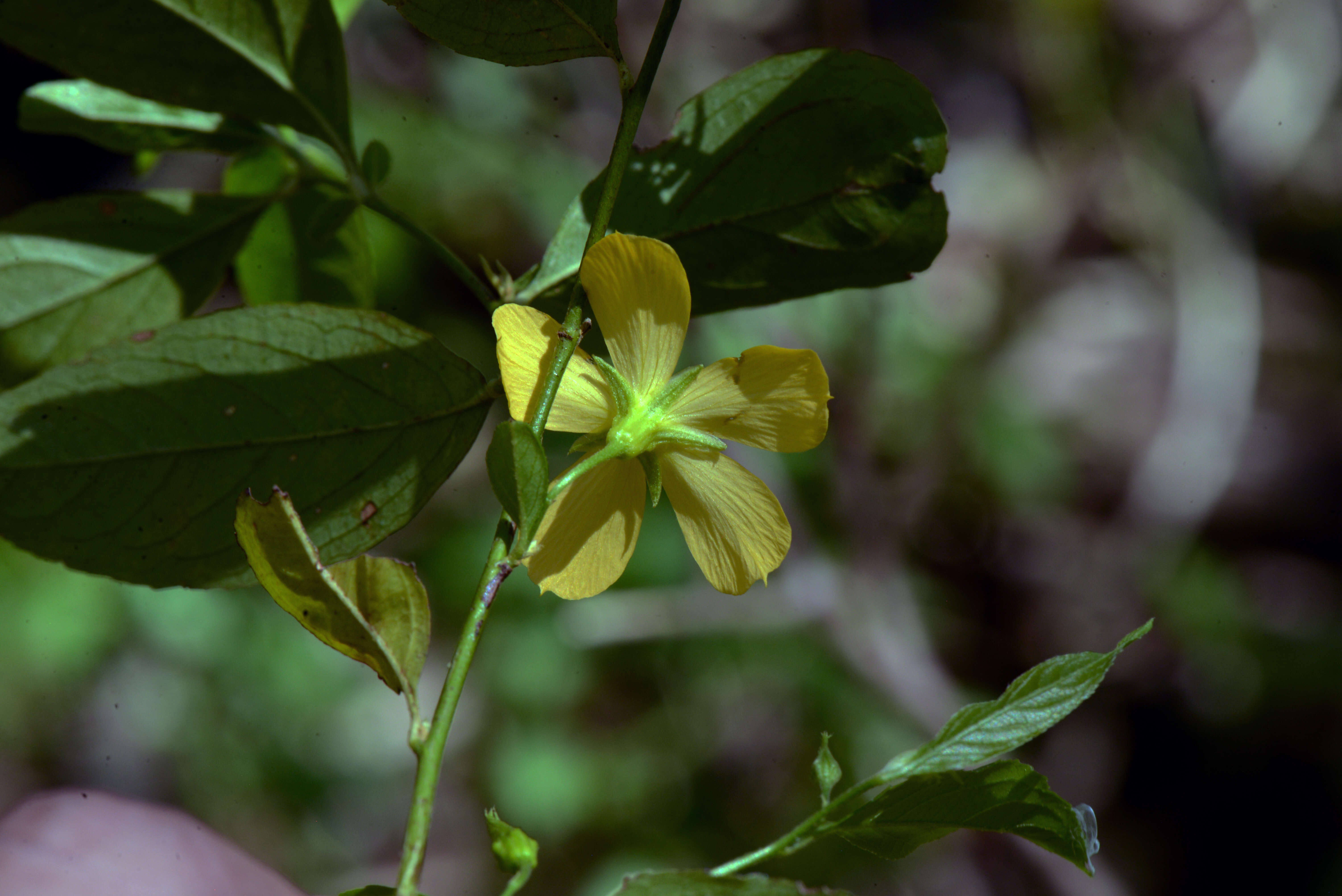 Image of Turnera weddelliana Urban & Rolfe