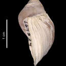 Sivun Trophon nucelliformis P. G. Oliver & Picken 1984 kuva