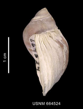 Image of Trophon nucelliformis P. G. Oliver & Picken 1984