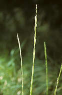 Image of Glyceria multiflora Steud.