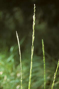 Imagem de Glyceria multiflora Steud.