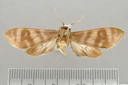 Pachydota inermis Schaus 1910的圖片