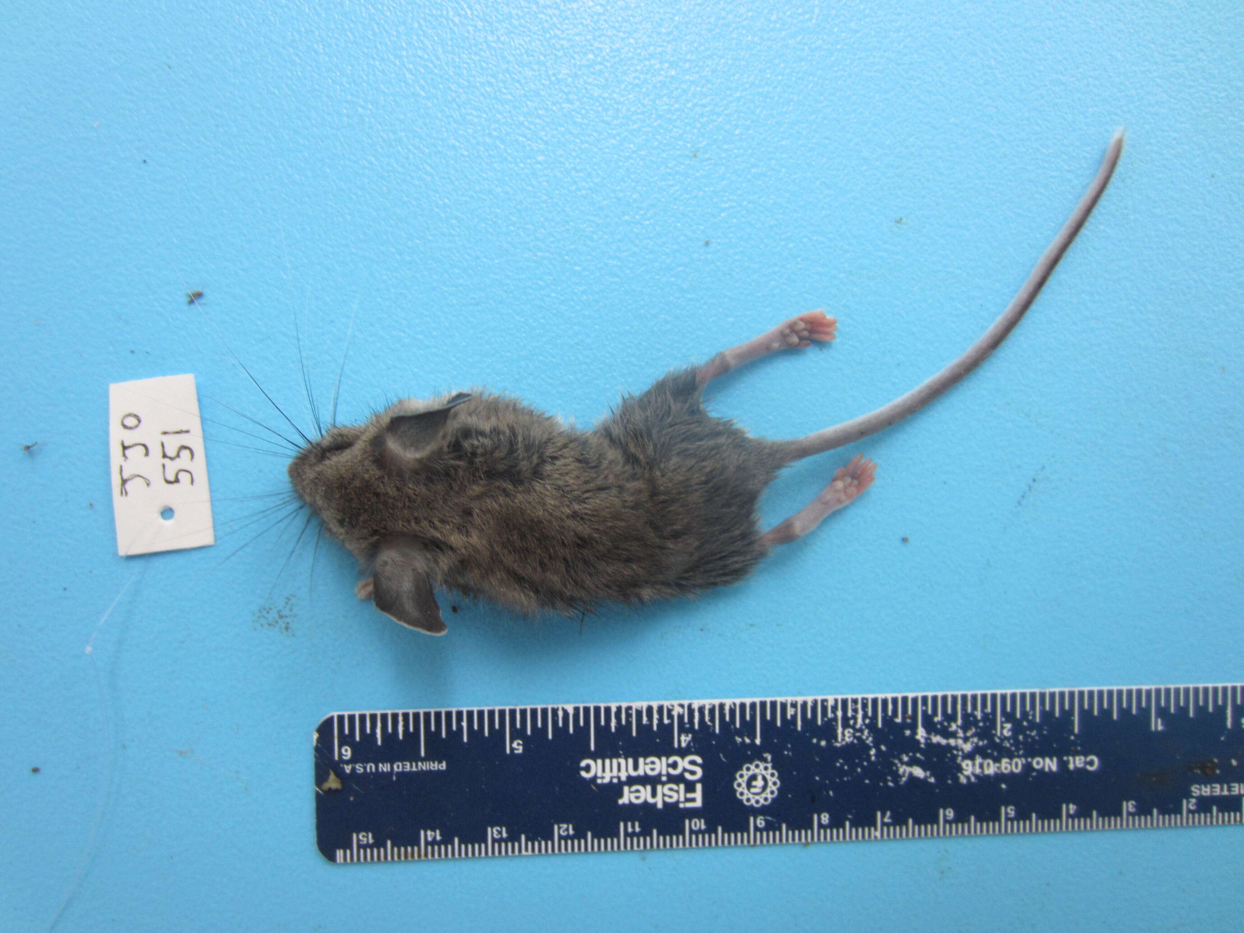 Image of Deer Mouse